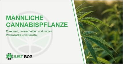 Schlanke grüne Hanfpflanze im Freien mit gefiederten palmenförmigen Blättern bei weichem Morgenlicht