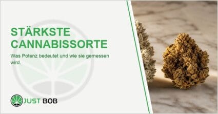 Vier verschiedene CBD-Hanfblüten in einer Reihe auf hellem Marmor, von tiefviolett über grün und frostweiß bis bernsteinfarben