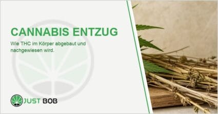 Grüne Industriehanf-Pflanze mit gefiederten Blättern neben getrockneten Hanfstielen auf hellem Cremehintergrund
