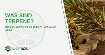 Getrocknete Hanfblüte mit Zitrone, Lavendel, Kiefernzweig und Pfefferkörnern als Symbol für aromatische Terpene