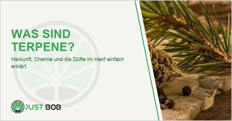 Getrocknete Hanfblüte mit Zitrone, Lavendel, Kiefernzweig und Pfefferkörnern als Symbol für aromatische Terpene