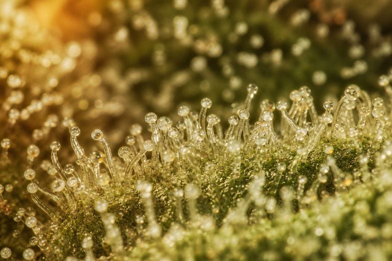 Makroaufnahme einer harzigen Gorilla Glue CBD-Blüte mit dichten, glänzenden Trichomen