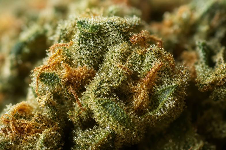 Makroaufnahme glitzernder Harztrichome auf einer Hanfblüte, in denen sich Terpene und Cannabinoide sammeln