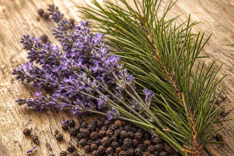 Lavendelblüten, schwarze Pfefferkörner und Kiefernnadeln auf Holz als Symbol für Linalool, Caryophyllen und Pinen