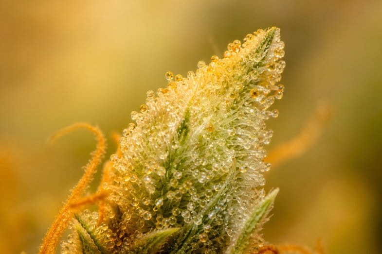 Makroaufnahme einer Hanfblütenspitze mit glänzenden Trichomen und gelblich-grünem Schimmer vor warmem Bokeh