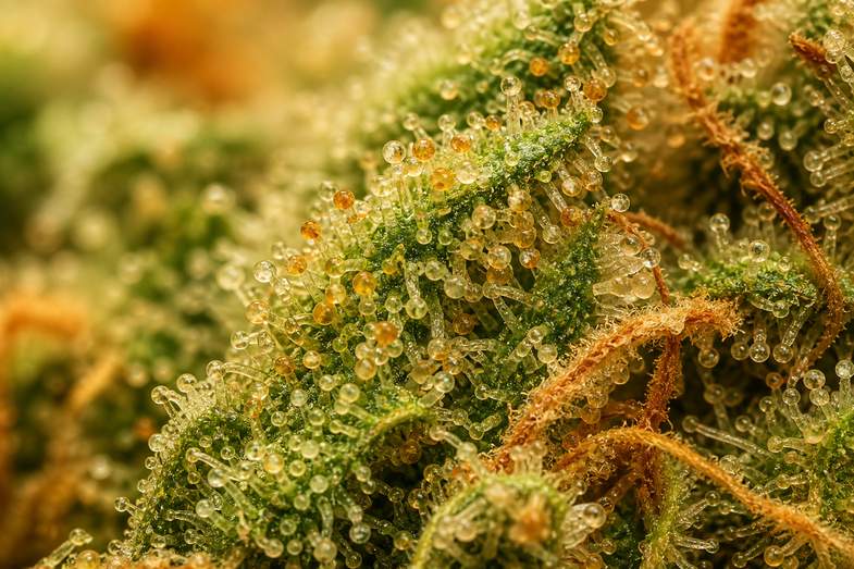 trichome-reife-makro Makroaufnahme glasiger und milchig weißer Trichome mit bernsteinfarbenen Blütenstempeln auf einer reifen CBD Blüte