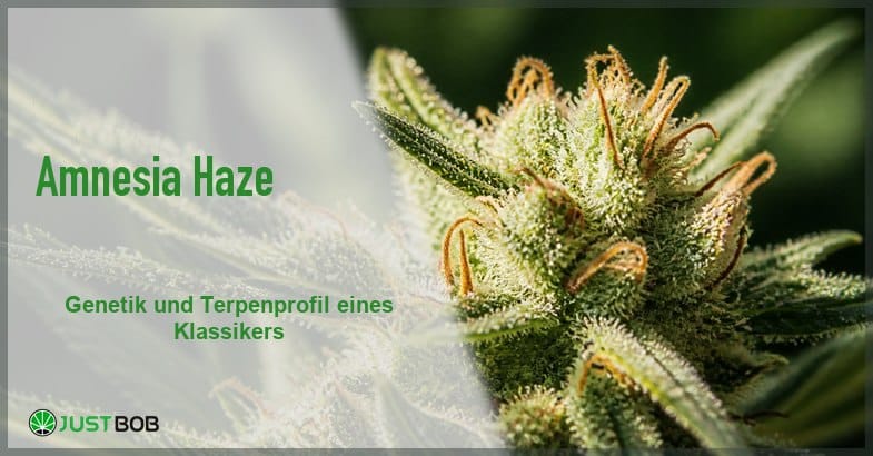 amnesia-haze-blueten-makro-banner Banner mit dem Titel Amnesia Haze vor der Makroaufnahme einer harzigen Hanfblüte mit orangefarbenen Blütenhaaren