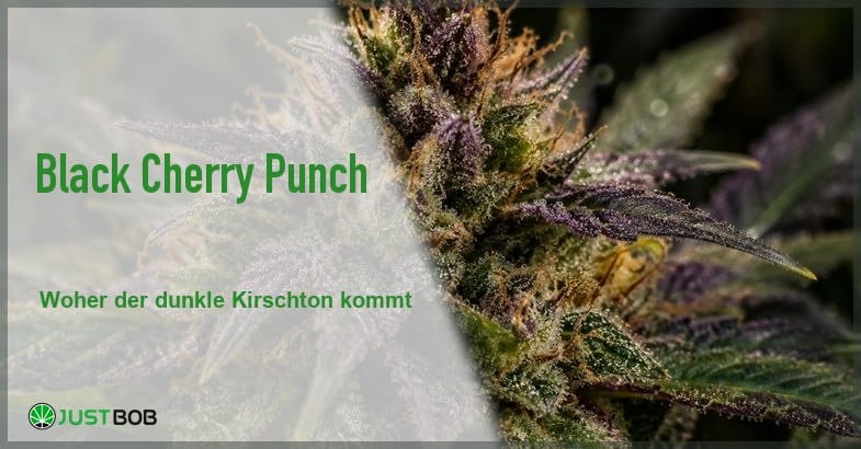 Banner mit dem Titel Black Cherry Punch vor einer Makroaufnahme einer grün-violetten Hanfblüte mit Harzdrüsen