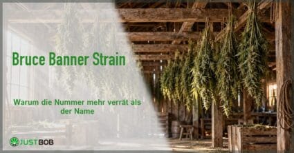 Artikel-Banner mit grünem Titel und Justbob-Logo; Foto rechts: eine Trockenscheune mit kopfüber hängenden Hanfzweigen an Holzbalken