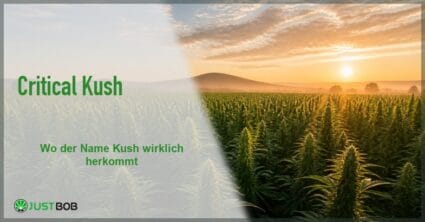 Banner mit dem Titel Critical Kush vor einem weiten Nutzhanffeld im Morgennebel mit tiefstehender Sonne über den Hügeln