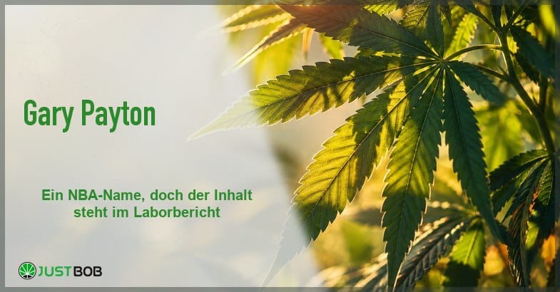 gary-payton-blaetter-banner Artikel-Banner mit grünem Titel und Justbob-Logo, dahinter sonnendurchflutete Hanfblätter in Grün- und Bernsteintönen