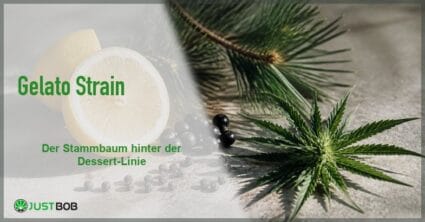 Banner mit dem Titel Gelato Strain vor einem Stillleben aus halbierter Zitrone, Pfefferkörnern, Kiefernzweig und Hanf