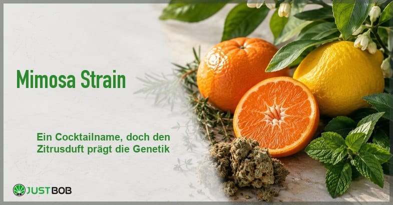 mimosa-zitrus-banner Artikel-Banner mit grünem Titel Mimosa Strain und Justbob-Logo, rechts ein Zitrus-Stillleben mit Orange, Zitrone und getrockneten Hanfblüten
