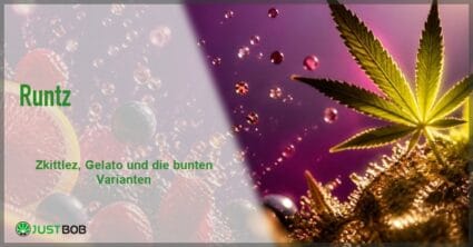 Banner mit dem Titel Runtz vor einer violetten Komposition aus Fruchttropfen, Zitrusscheibe und beleuchtetem Hanfblatt