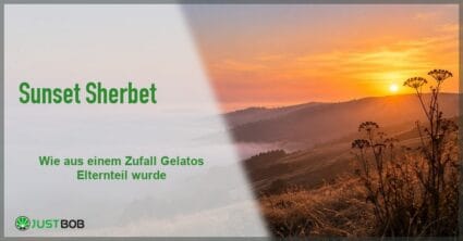 Banner mit dem Titel Sunset Sherbet vor einem Sonnenuntergang über nebligen Küstenhügeln mit goldenem Gras