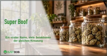 Artikel-Banner mit grünem Titel und Justbob-Logo, dahinter ein warmes Ladenregal mit Gläsern voller getrockneter Hanfblüten