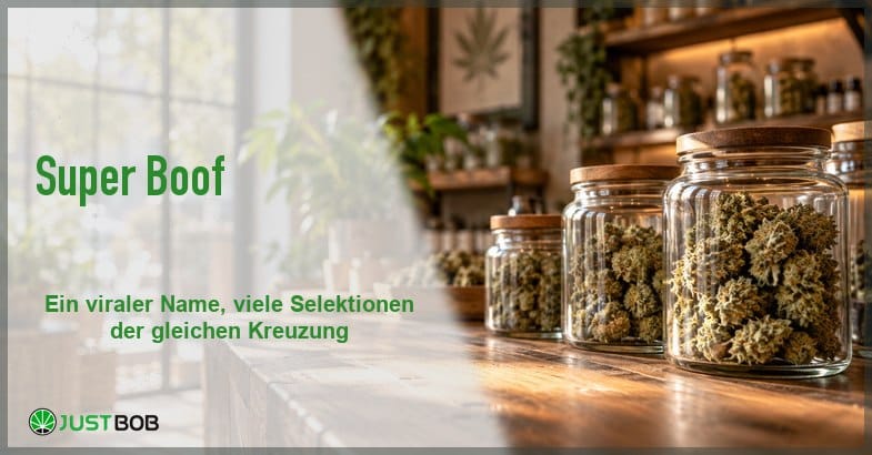 super-boof-regal-banner Artikel-Banner mit grünem Titel und Justbob-Logo, dahinter ein warmes Ladenregal mit Gläsern voller getrockneter Hanfblüten