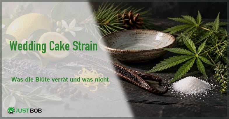 vanilleschoten-hanfblaetter-schiefer Artikel-Banner mit grünem Titel und Justbob-Logo; rechts auf dunklem Schiefer Vanilleschoten, Hanfblätter und eine Schale