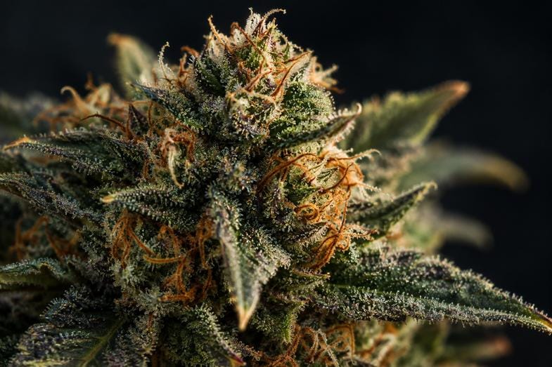 gary-payton-blueten-makro Nahaufnahme einer dichten, harzigen Cannabisblüte mit orangefarbenen Blütenhaaren und dichter, glitzernder Trichomschicht vor dunklem Hintergrund