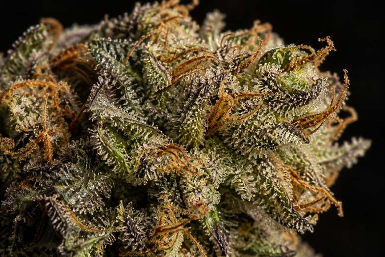 makro-harzdruesen-getrocknete-hanfbluete Makroaufnahme einer getrockneten Hanfblüte mit dichten Harzdrüsen und orangefarbenen Blütenfäden vor dunklem Grund