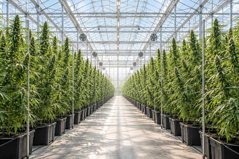 hohe-sativa-pflanzen-gewaechshaus Reihen hoher, schlanker Hanfpflanzen in einem hellen Gewächshaus mit langen, schmalen Blattfingern im Tageslicht