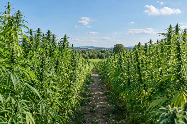 hanffeld-reihen-industriehanf-sommer Blick zwischen zwei Reihen hoher Industriehanfpflanzen auf einen schmalen Feldweg, dahinter eine Baumreihe und blauer Himmel