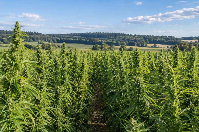 hanffeld-nutzhanf-reihen-freiland Reihen hoher Hanfpflanzen auf einem Feld unter freiem Himmel, im Hintergrund ein Waldrand im Tageslicht