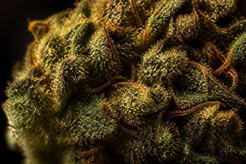Makroaufnahme einer dichten Hanfblüte, auf der pilzförmige Trichome im Streiflicht bernsteinfarben glänzen
